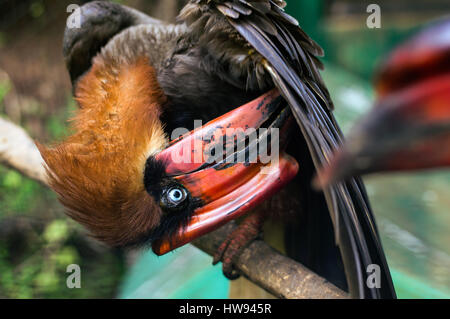 Hornbill in Albay Park und Wildtiere, Legazpi Stadt, Albay, Philippinen Stockfoto