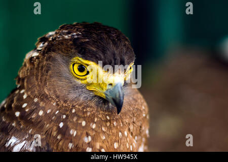 Crested Serpent Adler am Albay Park and Wildlife, Legazpi City, Philippinen Stockfoto