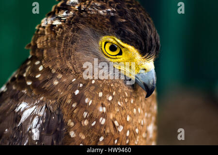 Crested Serpent Adler am Albay Park and Wildlife, Legazpi City, Philippinen Stockfoto