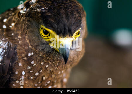 Crested Serpent Adler am Albay Park and Wildlife, Legazpi City, Philippinen Stockfoto