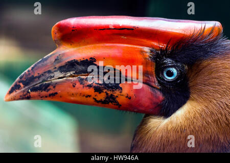 Hornbill in Albay Park und Wildtiere, Legazpi Stadt, Albay, Philippinen Stockfoto