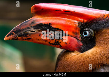 Hornbill in Albay Park und Wildtiere, Legazpi Stadt, Albay, Philippinen Stockfoto