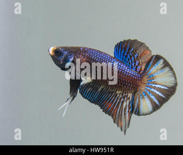 Betta Splendens Black Orchid HalfMoon Plakat männlichen Fischen Stockfoto