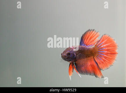 Betta Splendens Orange Halbmond Männchen Stockfoto