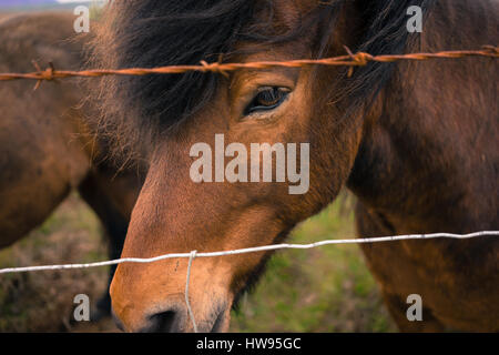 Islandpferd Stockfoto