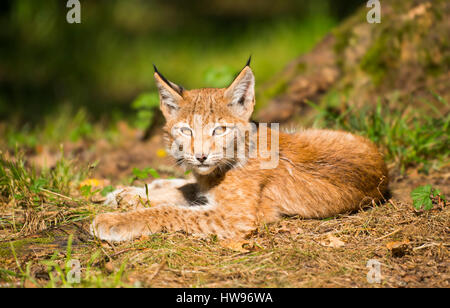 Eurasischer Luchs, nördlichen Luchs (Lynx Lynx), juvenile liegen auf dem Waldboden, Gefangenschaft, Bayern, Deutschland Stockfoto