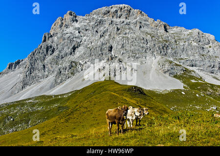 Kühe auf der Weide am hinteren Berg Sulzfluh, St. Antönien, Prättigau, Kanton Graubünden, Schweiz Stockfoto