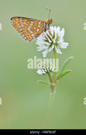 Marsh Fritillary (Etikett Aurinia) auf weiß-Klee (Trifolium Repens), Thüringen, Deutschland Stockfoto