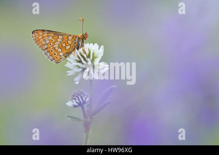 Marsh Fritillary (Etikett Aurinia) auf weiß-Klee (Trifolium Repens), Thüringen, Deutschland Stockfoto