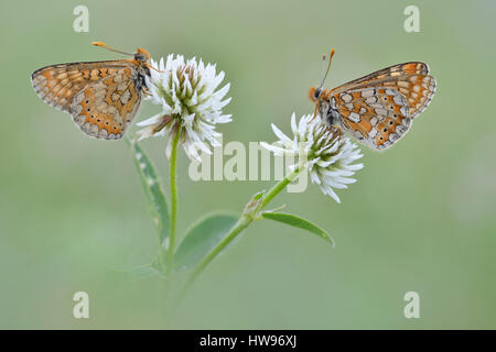 Zwei Marsh Fritillaria (Etikett Aurinia) auf weiß-Klee (Trifolium Repens), Thüringen, Deutschland Stockfoto