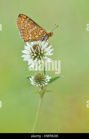 Marsh Fritillary (Etikett Aurinia) auf weiß-Klee (Trifolium Repens), Thüringen, Deutschland Stockfoto