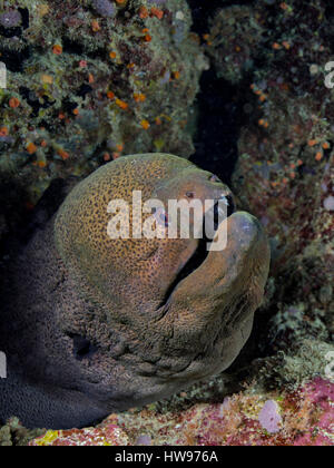 Riesen Muräne (Gymnothorax Javanicus), Javanicus, Rotes Meer, Meer, Ägypten Stockfoto