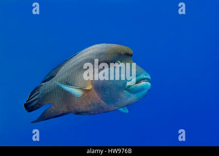 Beginn-Lippfisch (Cheilinus Undulatus), Rotes Meer, Ägyten Stockfoto