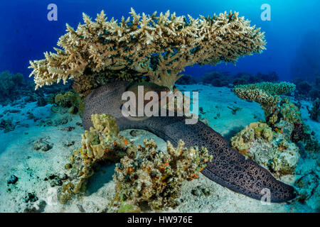 Riesen Muräne (Gymnothorax Javanicus) unter Hyazinthe Tischkoralle (Acropora Hyacinthus), Rotes Meer, Ägypten Stockfoto