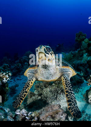 Suppenschildkröte (Chelonia Mydas) über Riff, Rotes Meer, Ägyten Stockfoto