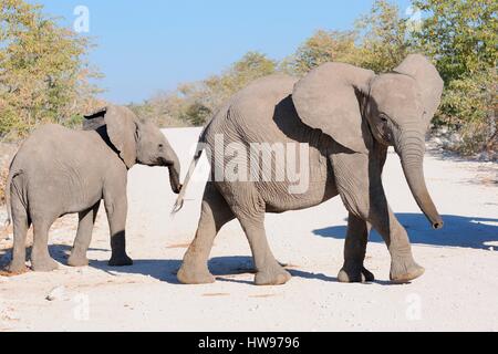 Zwei jungen afrikanischen Bush Elefanten (Loxodonta Africana) über eine unbefestigte Straße, Etosha Nationalpark, Namibia Stockfoto