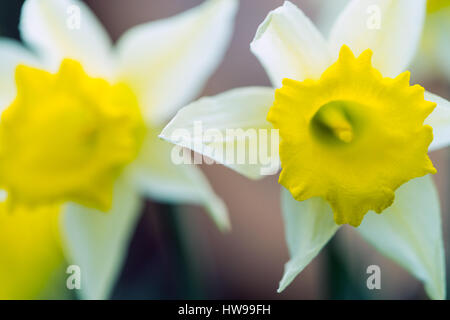 Narzissen Bildhintergrund Frühling Englisch England Daffodil Narzisse gelb und weiß auf Lager Stockfoto