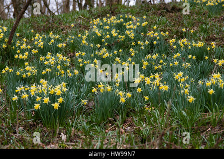 Masse des wilden Narzissen (Narcissus Pseudonarcissus Pseudonarcissus). Native Narzisse, lieh aka Lilie blüht in Oyster Niederwald Wald, UK Stockfoto