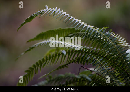 Hart-Farn (Blechnum spicant) sterile Wedel. Farn in der Familie Blechnaceae wächst in feuchten Wäldern bei Oyster Niederwald Natur reserve, Wiltshire UK Stockfoto