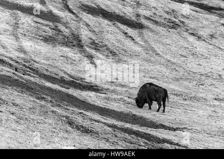 Bison, Tiere in den Parque De La Naturaleza de Cabarceno, Kantabrien, Spanien, Europa. Stockfoto