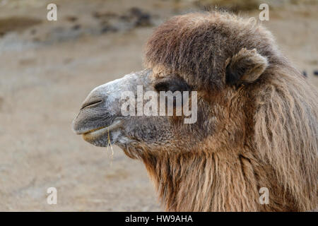 Kamel, Tiere in den Parque De La Naturaleza de Cabarceno, Kantabrien, Spanien, Europa. Stockfoto