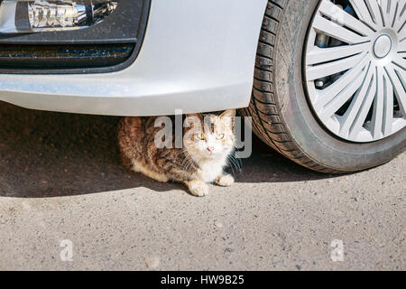 Katze sitzt gefährlich unter das Rad des Autos. Wegen der Hitze In der Stadt der vielen Katzen versteckt unter einem Auto im Schatten und setzen sich Gefahr, C Stockfoto