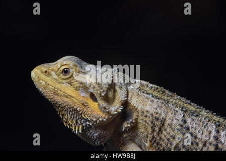 Bartagame im Profil nach links vor einem schwarzen Hintergrund Stockfoto