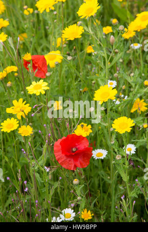 Gemeinsamen roten Mohn, Papaver Rhoeas, in voller Blüte, im Bereich der Mais Ringelblumen, Chrysanthemum Segetum wachsen. Lost Gardens of Heligan, Cornwall, UK Stockfoto