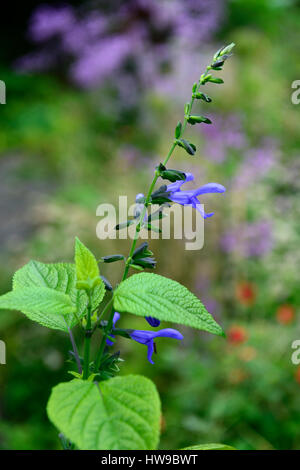 Salvia Patens Cambridge Blau, blaue Enzian-Salbei, Salbei, zart, Staude, Stauden, Blume, Blumen, Blüte, RM Floral Stockfoto