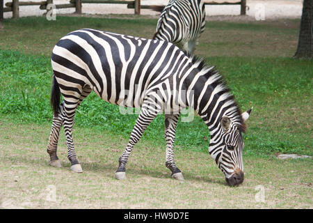 Ein Zebra, Essen Stockfoto