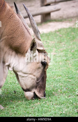 Nahaufnahme einer Collon Eland Stockfoto