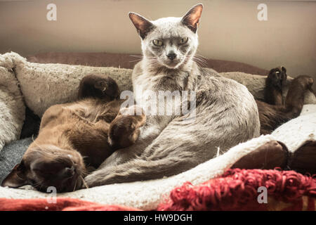 zwei Burmakatzen Stockfoto