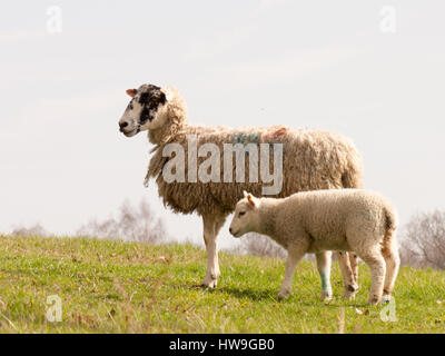 Ein kleines Lamm und ihrer Mutter auf einem Feld-Hof Stockfoto