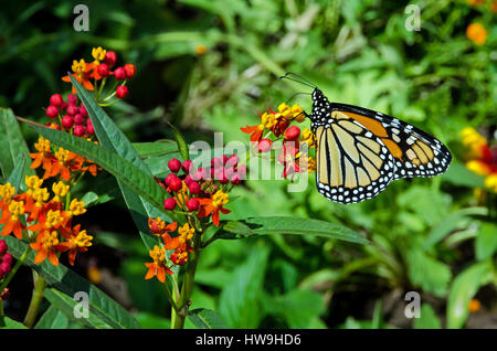 Monarch-Schmetterling ernährt sich von Asklepios in einem Florida-Garten. Stockfoto