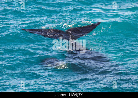 Südlichen Glattwal (Eubalaena Australis) Stockfoto