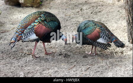 Pfauentruthuhn (Meleagris Ocellata), in den Dschungeln von der mexikanischen Yucatán Halbinsel und Guatemala heimisch Stockfoto