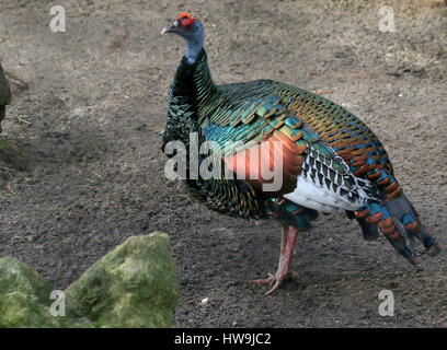 Pfauentruthuhn (Meleagris Ocellata), in den Dschungeln von der mexikanischen Yucatán Halbinsel und Guatemala heimisch Stockfoto