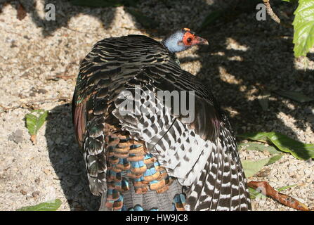 Pfauentruthuhn (Meleagris Ocellata), in den Dschungeln von der mexikanischen Yucatán Halbinsel und Guatemala heimisch Stockfoto