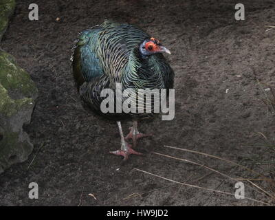 Pfauentruthuhn (Meleagris Ocellata), in den Dschungeln von der mexikanischen Yucatán Halbinsel und Guatemala heimisch Stockfoto