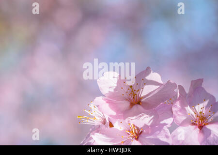 Detailansicht der kleine Ansammlung von rosa Sakura Blumen auf einem blühenden japanischen Kirschbaum Hintergrund verschwommen rosa und blaue Farbe. Freude und Schönheit Stockfoto