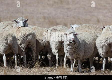 Ein Foto von einigen grasender Schafe auf trockenen australischen Farm in Central NSW. Stockfoto