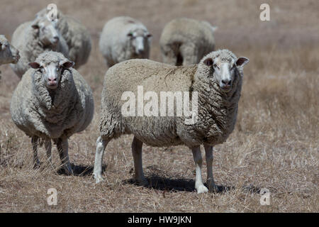 Ein Foto von einigen grasender Schafe auf trockenen australischen Farm in Central NSW. Stockfoto