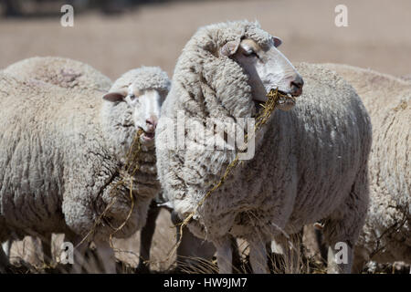 Ein Foto von einigen grasender Schafe auf trockenen australischen Farm in Central NSW. Stockfoto