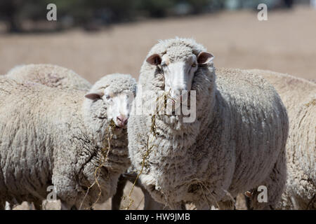 Ein Foto von einigen grasender Schafe auf trockenen australischen Farm in Central NSW. Stockfoto