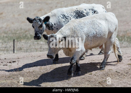 Ein Foto eines Stiers Speckle Park auf einer Farm im zentralen westlichen NSW, Australien. Es ist eines der nur ein paar Rinder Rassen entwickelte sich in Kanada und wa Stockfoto