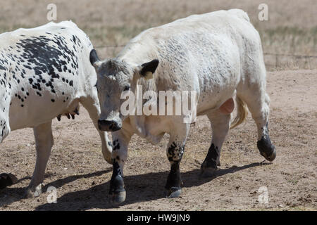 Ein Foto eines Stiers Speckle Park auf einer Farm im zentralen westlichen NSW, Australien. Es ist eines der nur ein paar Rinder Rassen entwickelte sich in Kanada und wa Stockfoto