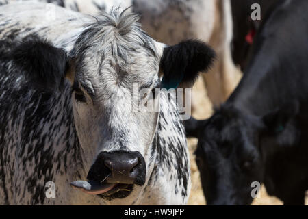 Ein Foto einer Speckle Park Kuh auf einer Farm im zentralen westlichen NSW, Australien. Es ist eines der nur ein paar Rinder Rassen in Kanada entwickelt und war Stockfoto