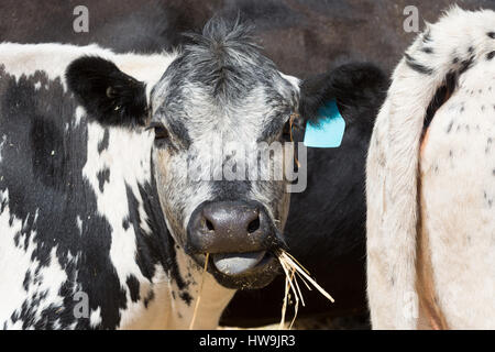 Ein Foto einer Speckle Park Kuh auf einer Farm im zentralen westlichen NSW, Australien. Es ist eines der nur ein paar Rinder Rassen in Kanada entwickelt und war Stockfoto