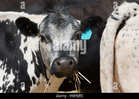 Ein Foto einer Speckle Park Kuh auf einer Farm im zentralen westlichen NSW, Australien. Es ist eines der nur ein paar Rinder Rassen in Kanada entwickelt und war Stockfoto