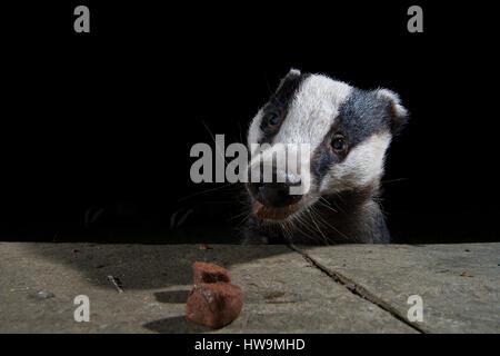 Nahaufnahme des eurasischen Dachs (Meles Meles) Besuch Vorort Garten in der Nacht, Hastings, East Sussex, UK Stockfoto